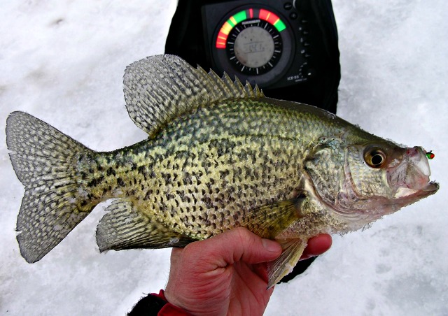 A person holds a speckled crappie fish in front of an ice fishing sonar device during December ice fishing, with ice visible in the background.