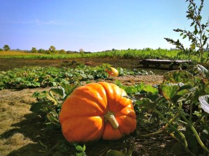 Big pumpkin