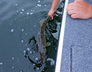 Catch and release