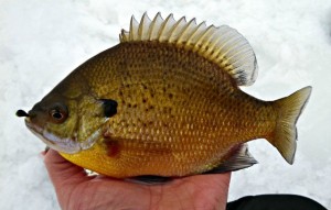 Catching bluegills and sunnies
