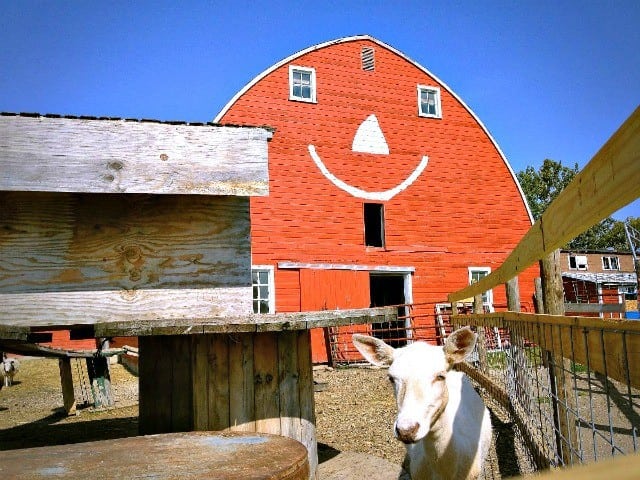 Erickson's Petting Zoo - Photo by James Feist