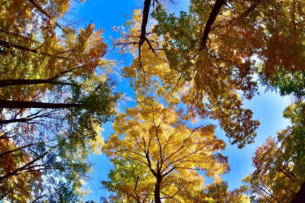 View looking up at tall trees with autumn leaves in shades of yellow, orange, and green, framing a bright blue sky. Sunlight highlights the vibrant foliage as the Alexandria Lakes Area is on the brink of peak fall colors.