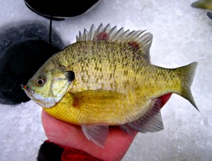 Nice sunfish from ice fishing