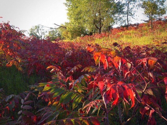 One noticeable change along the trails... most of the sumac has turned completely red!
