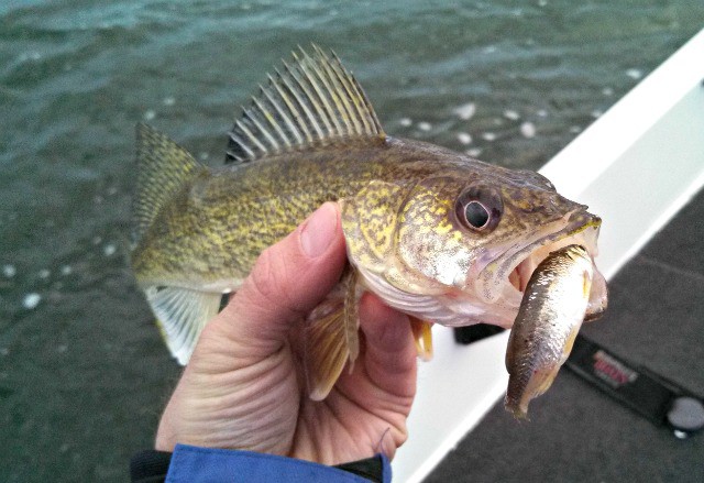 A person holding a walleye near the water during the 2014 Minnesota fishing opener; the walleye has another smaller fish in its mouth.