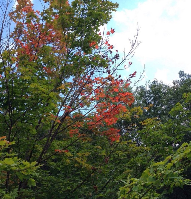 Maple tree starting to show off it's colors