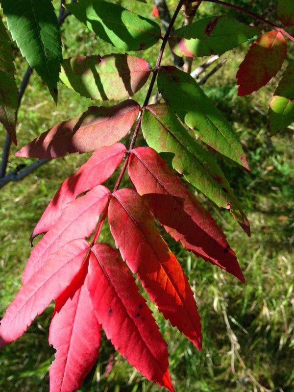Sumac turning red along the trail is typically one of the first signs of fall