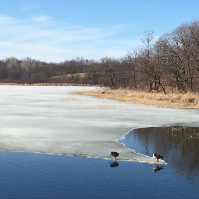 The geese are coming back, and they are finding the open water on the lakes.