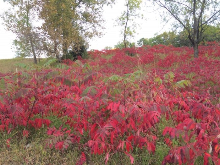 clt sumac