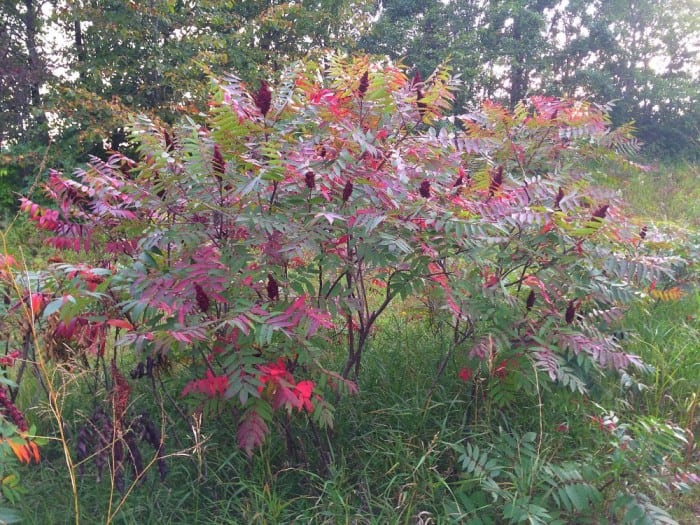 fall update sumac 2015