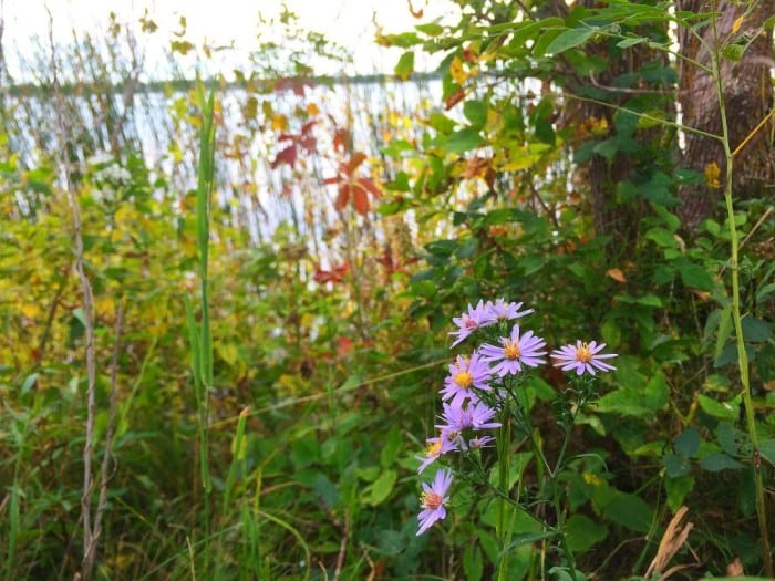 lcsp flower