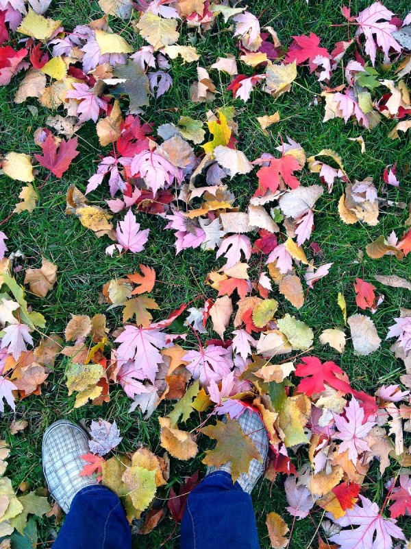 leaves on the ground