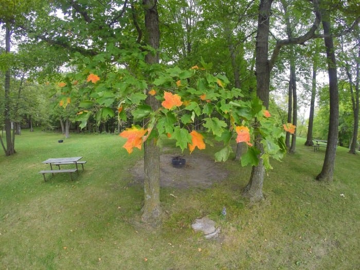 maple fire pit