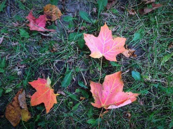 maple ground