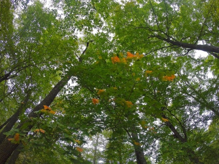 maple lcsp