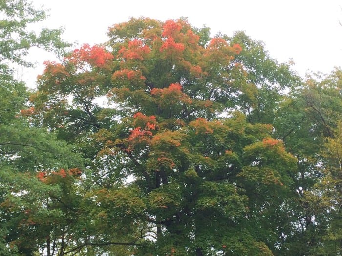 maple lcsp hidden lake