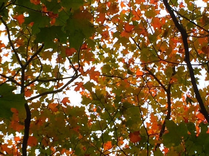 maple up