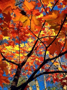 mapletree