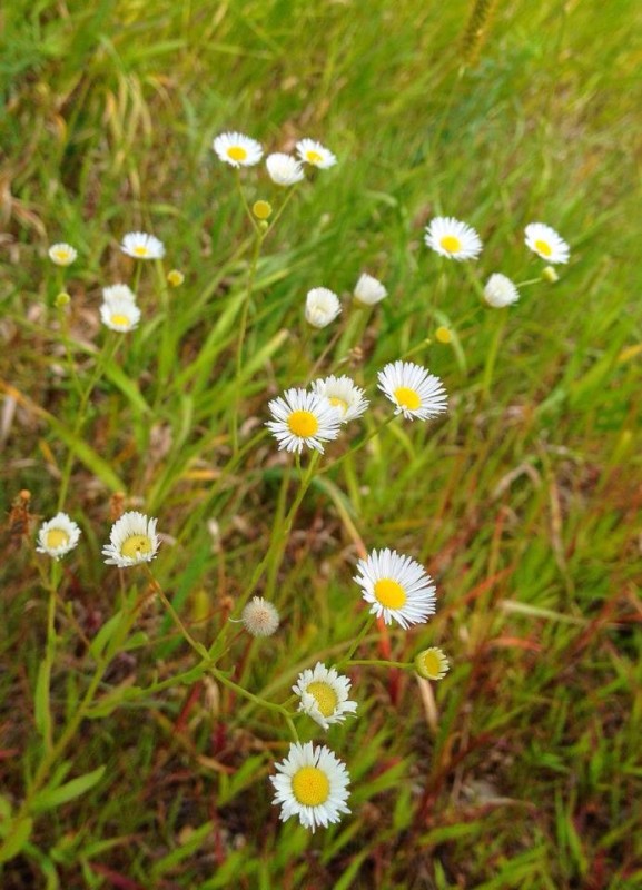 trailflowers