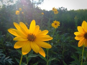 trailflowers2