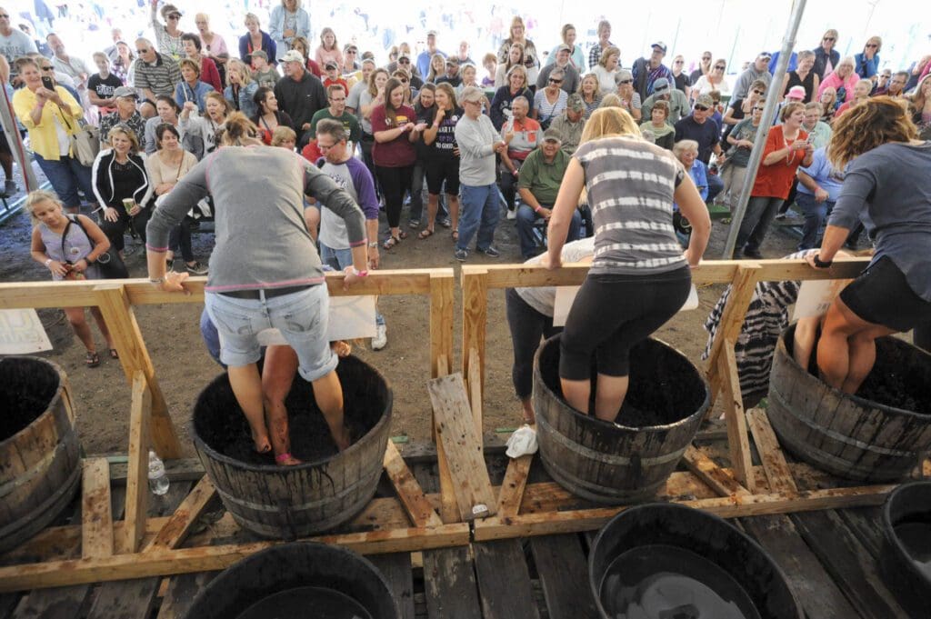 People participate in a grape stomping contest at the Grape Stomp Festival, standing in large wooden barrels while a crowd watches and takes photos at this lively outdoor event.