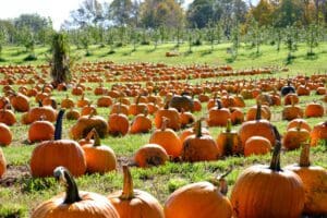 Country blossom Pumpkin Patch. Photo by John Magnoski