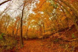 Lake Carlos Trail photo by James Feist