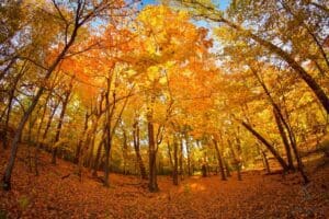 Maple Forest Runestone Park. Photo by James Feist
