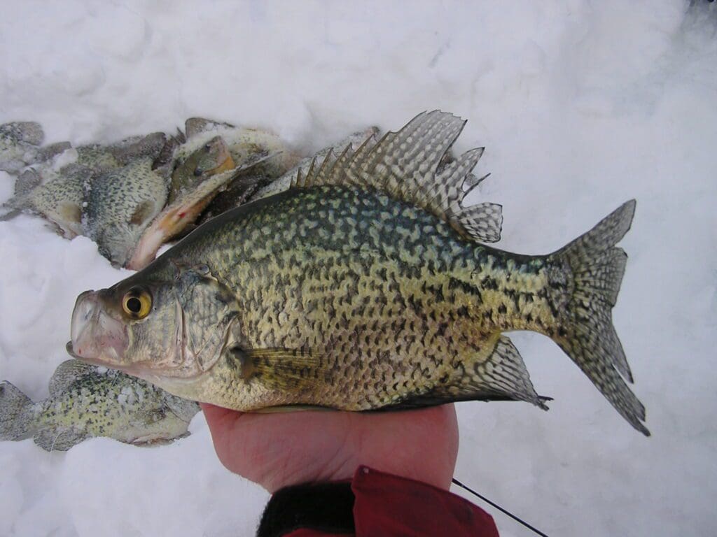 A person holding a large crappie fish with a speckled pattern over snow, featured in a recent fishing report, with more similar fish lying on the snowy ground in the background.