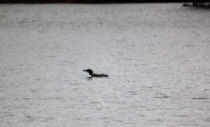 4 26 22 Loons Lk Winona 8