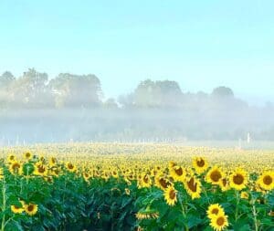 Sunflower maze Country Blossum Sunflower maze Country Blossum