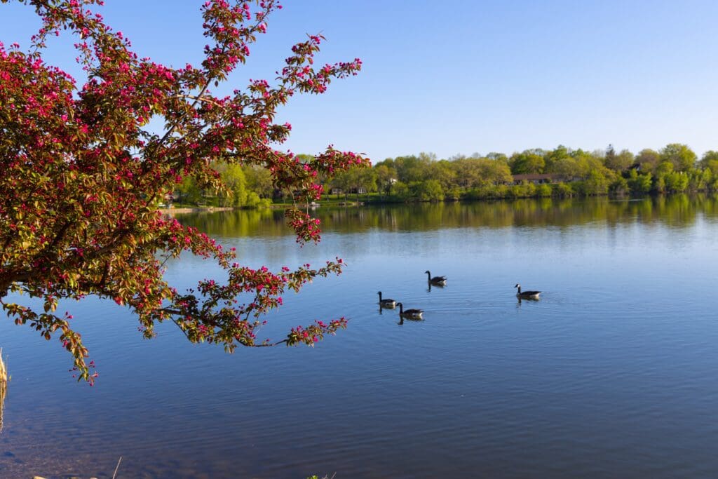 Geese flowering crab