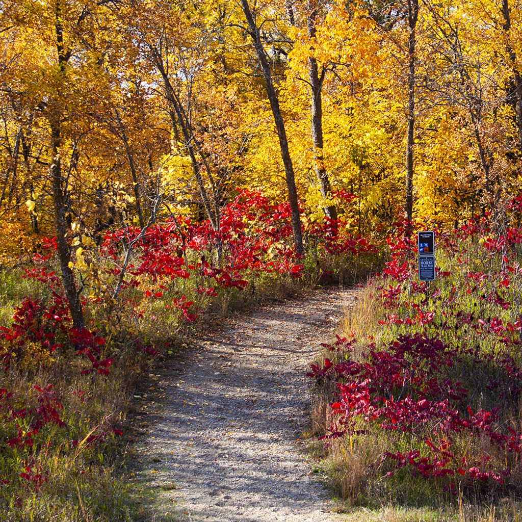 Vibrant Path Lk Carlos St Park 1x1 2500
