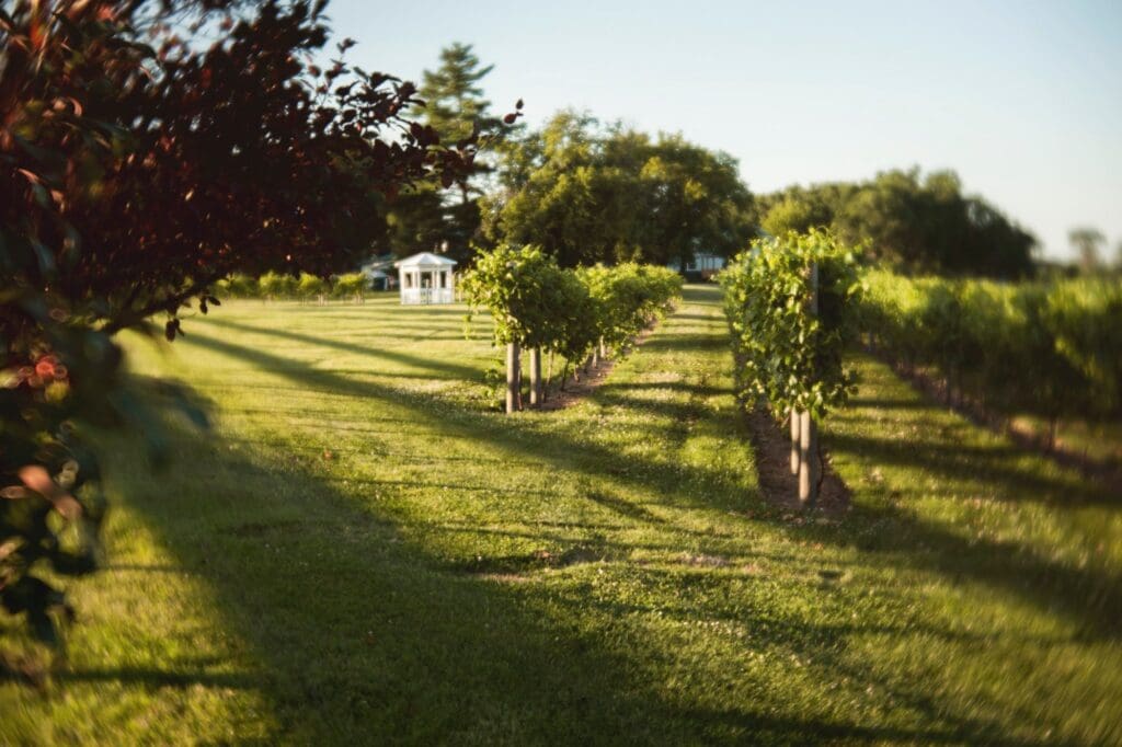 Carlos-Creek-Winery-2