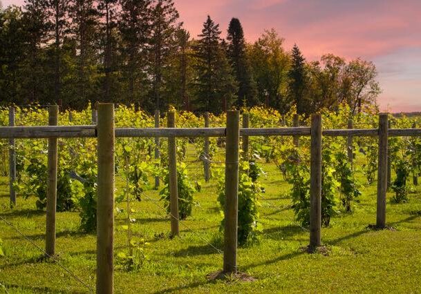 Rows of grapevines grow on trellises at 68 & Vine Veterans Winery, with lush green grass beneath and tall trees in the background under a pink and orange sunset sky.