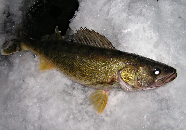 A walleye fish lies on a surface of cracked ice, showcasing its yellowish-green scales, sharp fins, and distinct white-tipped tail—an exciting catch from a first ice fishing adventure.