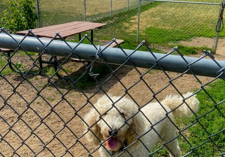 A fluffy white dog stands behind a chain-link fence at a sunny, dog-friendly park in Alexandria, with green grass, a picnic table, and trees visible in the background.