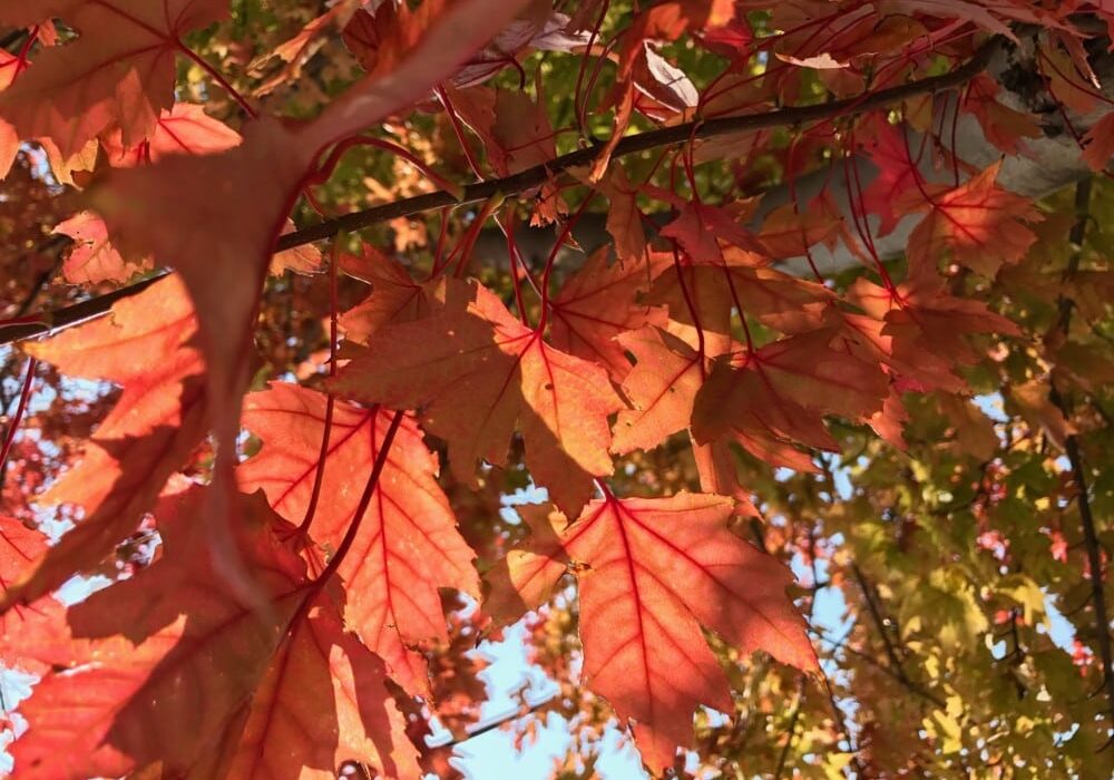 Close-up of red and orange autumn maple leaves on tree branches, with sunlight shining through them and casting shadows—capturing the first signs of fall colors appearing in the Alexandria Lakes area. Some green leaves are visible in the background.