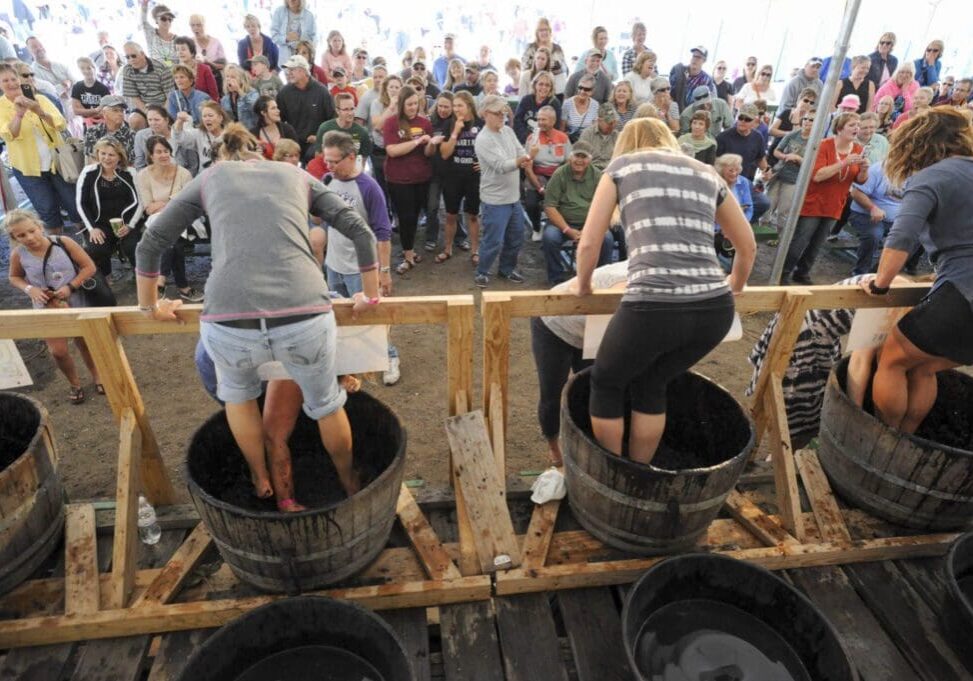 People participate in a grape stomping contest at the Grape Stomp Festival, standing in large wooden barrels while a crowd watches and takes photos at this lively outdoor event.