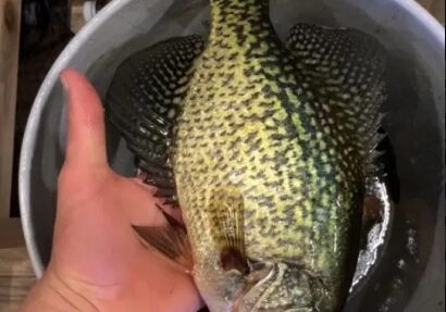 A person holds a large speckled crappie fish over a gray bucket, showcasing its size and distinct black and yellow-green pattern. Part of a green Goodies Ice Fishing tool is visible at the bottom of the image.