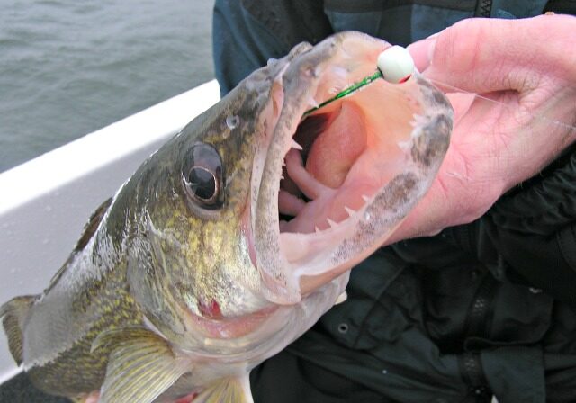 A person holds a large fish with its mouth wide open, revealing sharp teeth and a fishing hook from advanced jig techniques caught in its lip. The background shows water and part of a boat.