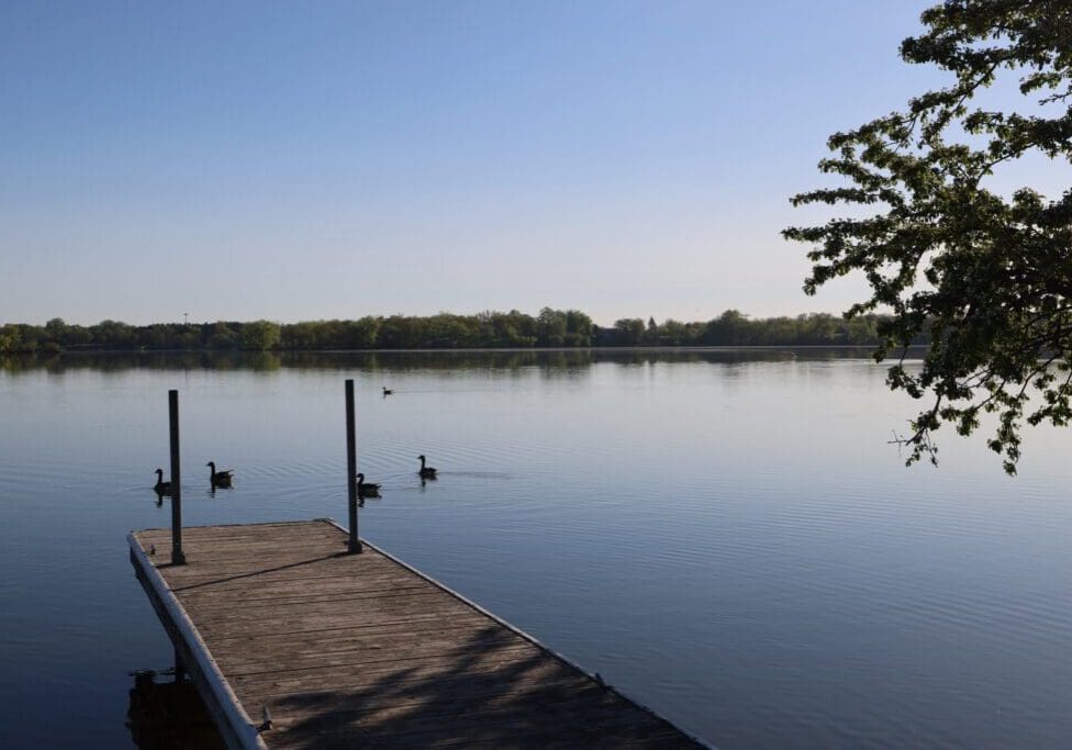 A wooden dock extends into Lake Agnes, where four ducks swim nearby. Trees line the distant shore and a leafy branch hangs over the water on the right side under a clear blue sky.