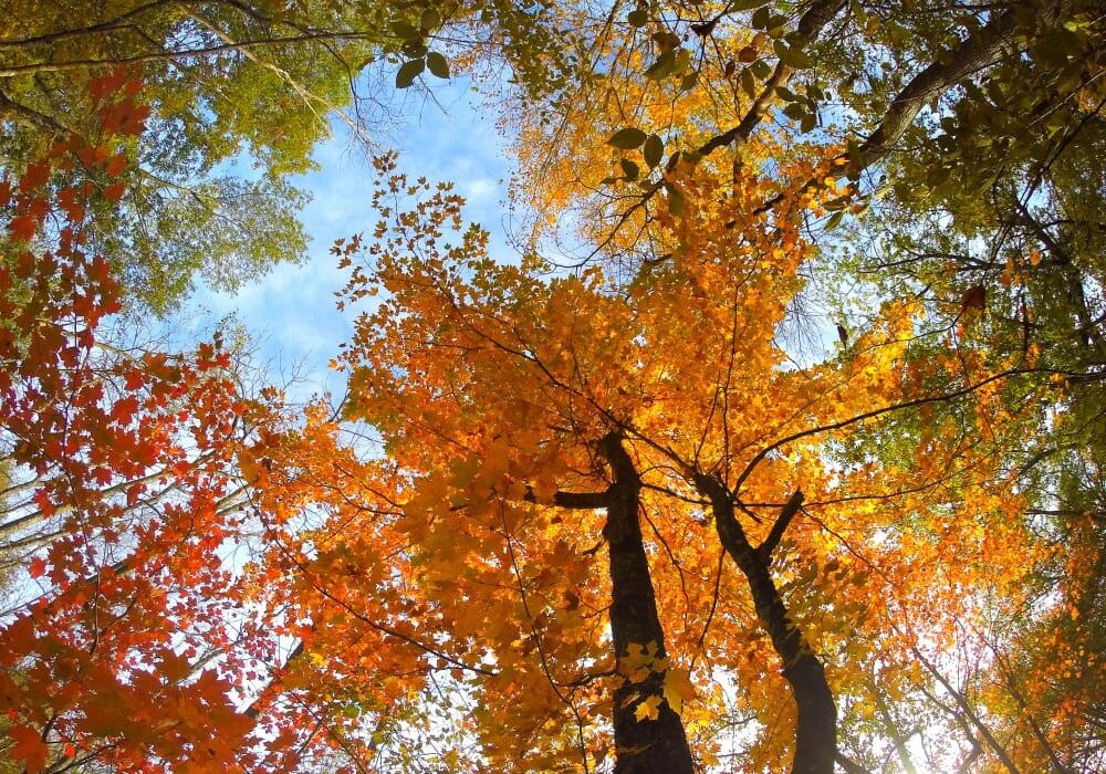 Tall trees with vibrant orange and red autumn leaves are seen from below in Alexandria on the brink of peak fall colors, their branches spreading against a bright blue sky as sunlight streams through the colorful canopy.