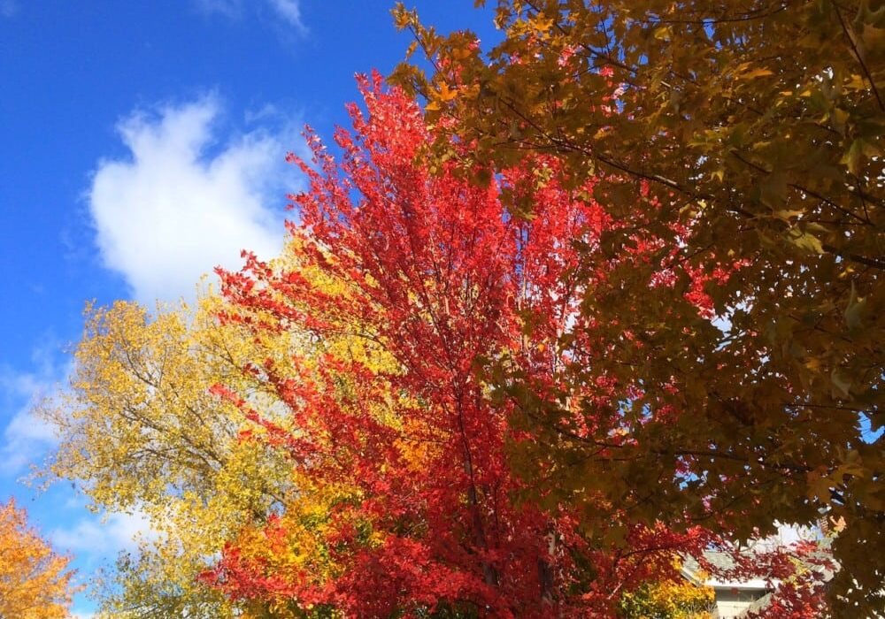 Bright red, yellow, and orange autumn leaves on trees under a clear blue sky with a few white clouds—discover 15 places to enjoy fall colors around Alexandria with Alexandria MN tourism.