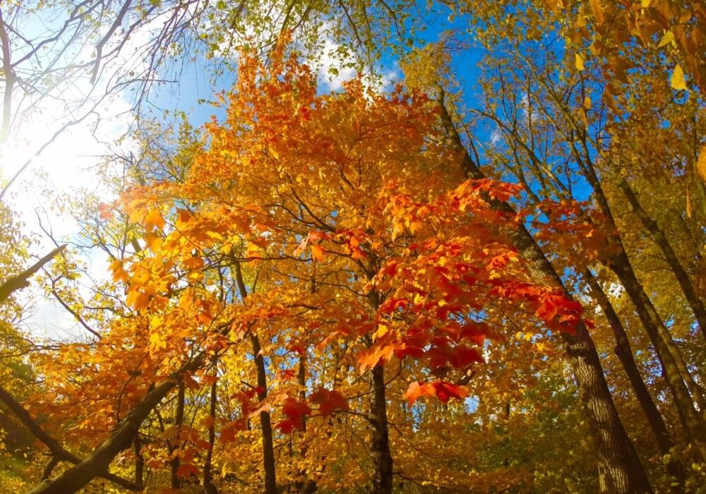 Sunlight shines through a forest of tall trees with vibrant orange and yellow autumn leaves against a bright blue sky, as peak fall colors are arriving soon in Alexandria area, creating a warm and lively fall atmosphere.