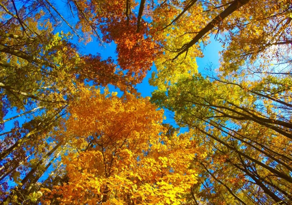 Trees with vibrant autumn leaves in shades of yellow, orange, and red form a colorful canopy overhead—one of the great places to enjoy fall colors in the Alexandria Lakes Area, all set against a bright blue sky.