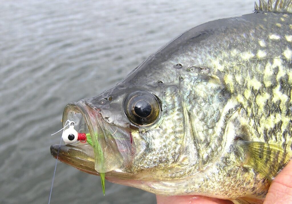 A close-up of a person holding a crappie fish above water, with a fishing lure hooked in its mouth. The background shows rippling water—perfect for highlighting your next Panfish Report.
