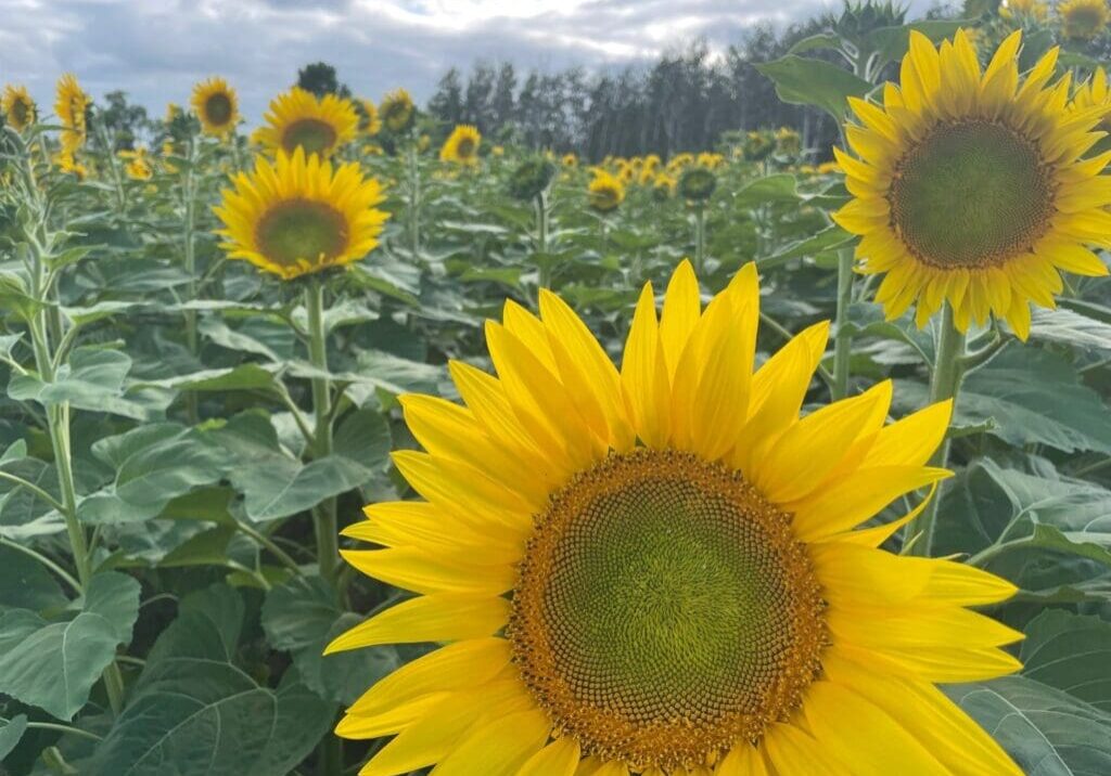 A close-up of a bright yellow sunflower stands out in a field of sunflowers under a cloudy sky, surrounded by green leaves and several other sunflowers in the background.
