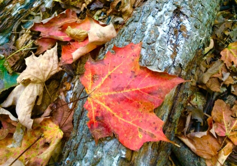 A vibrant red maple leaf rests on a rough, textured log, surrounded by fallen autumn leaves in shades of brown and tan as the Alexandria area begins to display nice fall colors.