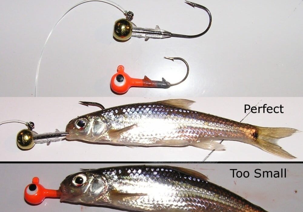Fishing tip: Two jig hooks—one gold and one orange—are shown above and below a bait fish. The gold jig fits the fish perfectly, while the orange one is labeled "Too Small" and is too short for proper Walleye fishing.